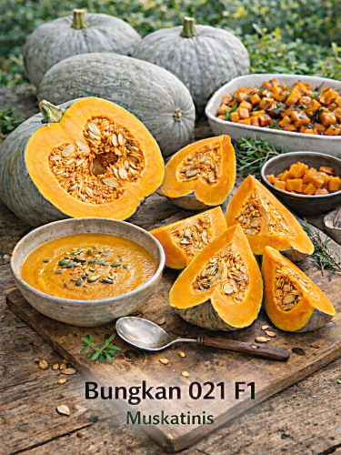 Muskusiniai moliūgai Bungkan 021 F1 5 sėklos (Cucurbita moschata)