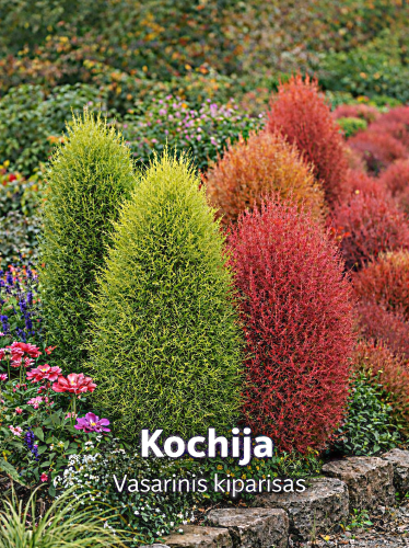Šluotelinė kochija Sėklų 1g (Kochia scoparia)