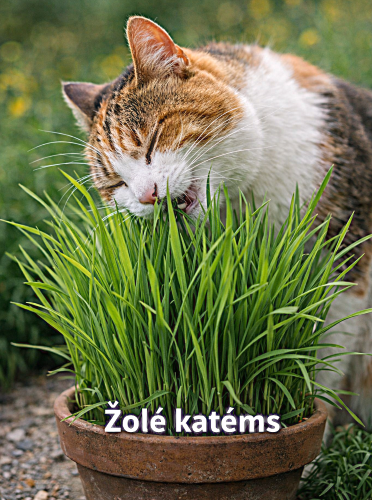 Žolės sėkla katėms, rūšių kišinys Sėklų 30g