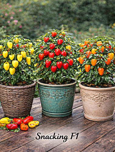 Vienmetė saldžioji mini paprika Snacking F1 15 sėklų (Capsicum Annnuum)