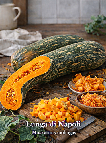Kvapieji (muskusiniai) moliūgai 'Lunga di Napoli' Sėklų 4g ( Cucurbita moschata)