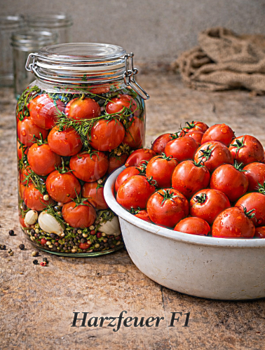 Valgomieji pomidorai Harzfeuer F1 Sėklų 0,3g (Lycopersicon esculentum)