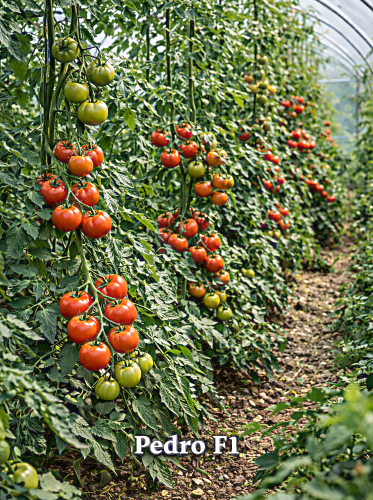 Valgomieji pomidorai Pedro F1 Sėklų 0,1g (Solanum lycopersicum)
