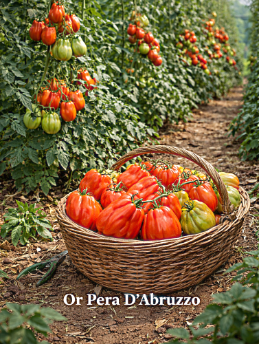 Valgomieji pomidorai 'Or Pera D'Abruzzo' Sėklų 0,5g (Lycopersicon lycopersicum)