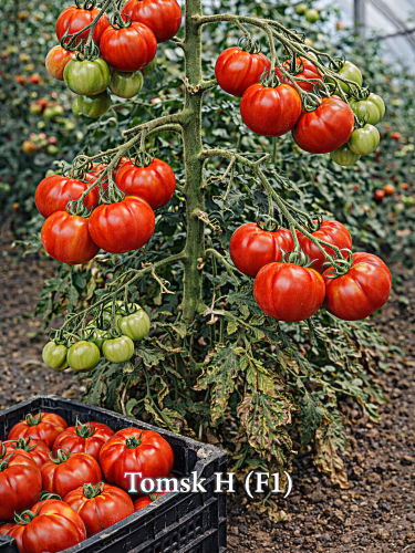 Valgomieji pomidorai Tomsk F1(H) 15sėklų (Solanum lycopersicum)