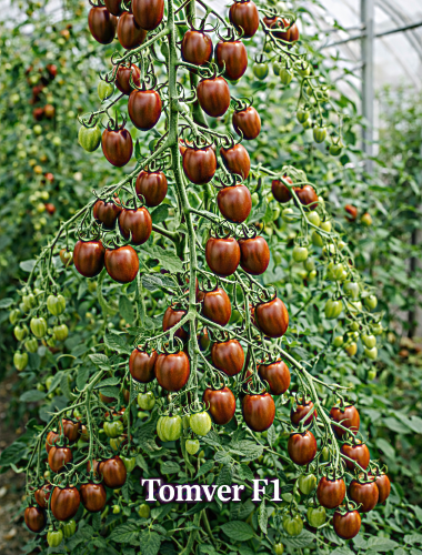 Valgomieji pomidorai Tomver F1 5 sėklos (Solanum lycopersicum)