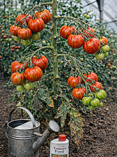 Valgomieji pomidorai 'Tigerella'  Sėklų 0,5g (Lycopersicon esculentum)