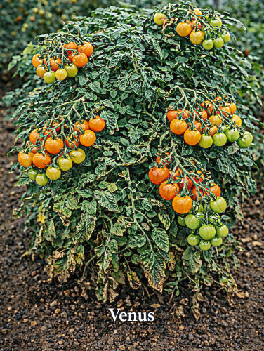 Valgomieji pomidorai 'Venus' 5 sėklos (Solanum lycopersicum)