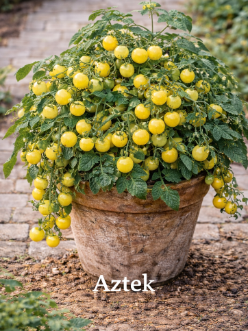 Valgomieji pomidorai 'Aztek' 6 sėklos (Lycopersicon esculentum)