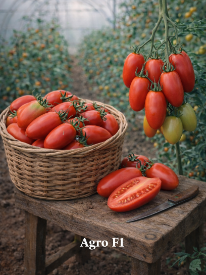 Valgomieji pomidorai Agro F1(San Marzano tipo) (Solanum lycopersicum) 5 sėklos
