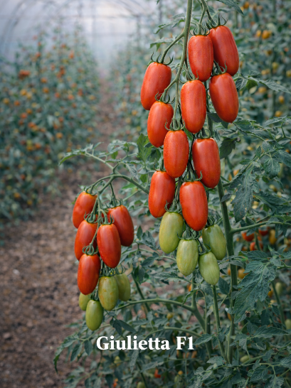 Valgomieji pomidorai 'GIULIETTA' H 10 sėklų (lot. Lycopersicon esculentum)