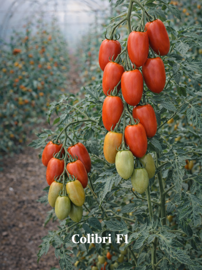Valgomieji pomidorai Colibri F1(H) 10s (solanum lycopersicum)