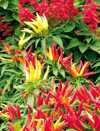 Vienametės paprikos 'Poupila' -sakdžiosios Sėklų 0,3g(Capsicum annuum)