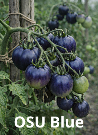 Valgomieji pomidorai 'OSU blue' 10 sėklų (Solanum lycopersicum)