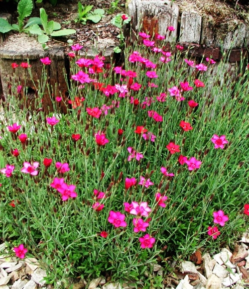 Gvazdikas šilinis Sėklų 0,5g  (Dianthus deltoides)