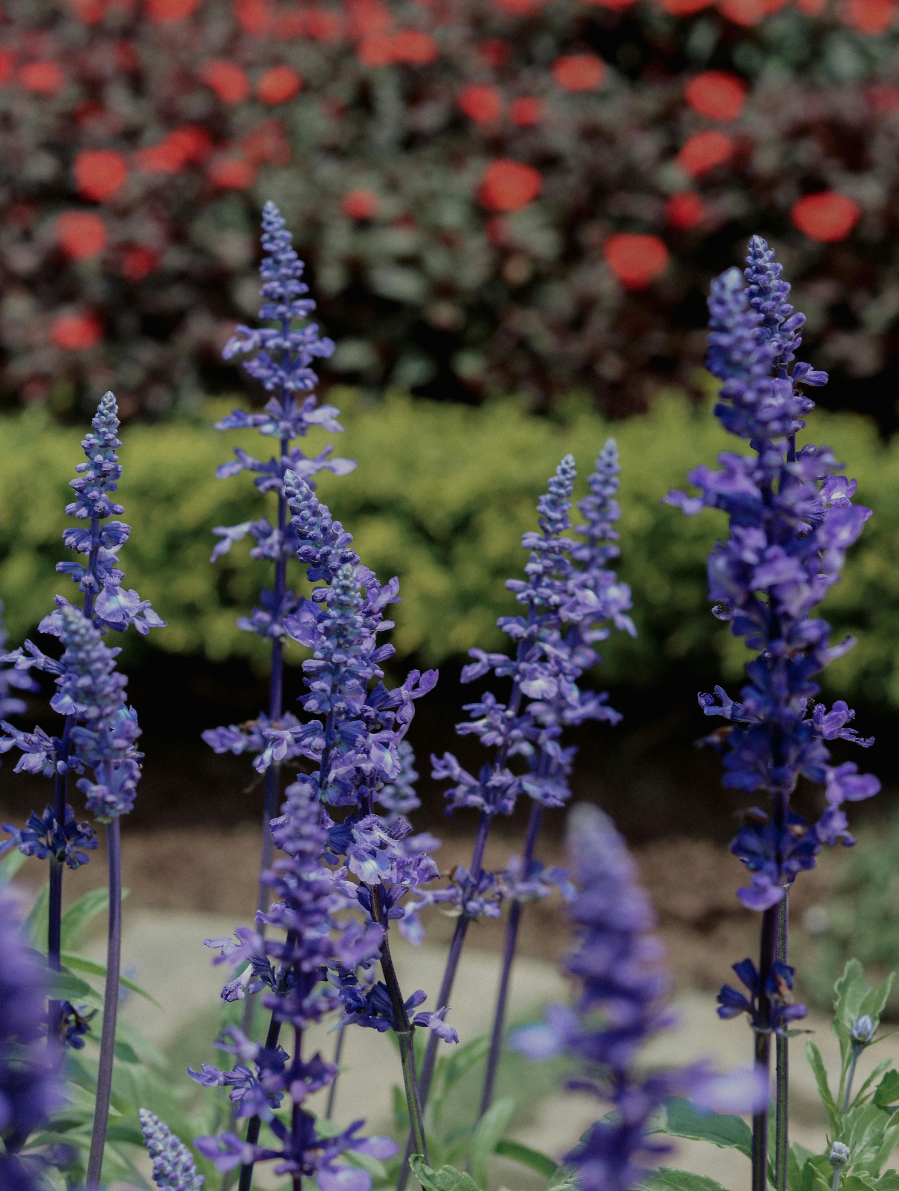 Miltuotieji šalavijai 'Blue' Sėklų 0,2g (Salvia farinacea)