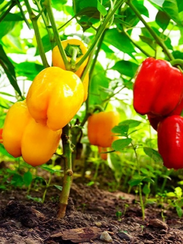 Vienametės paprikos Hildi (lot. Capsicum annuum) 0,5g