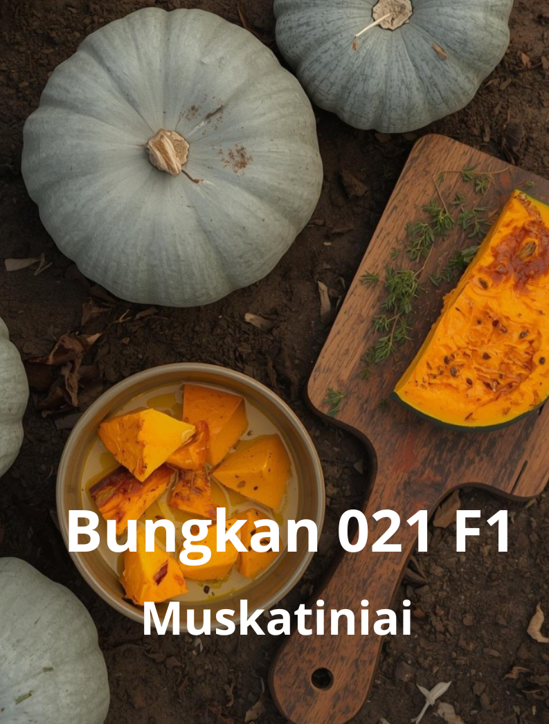 Muskusiniai moliūgai Bungkan 021 F1 5 sėklos (Cucurbita moschata)