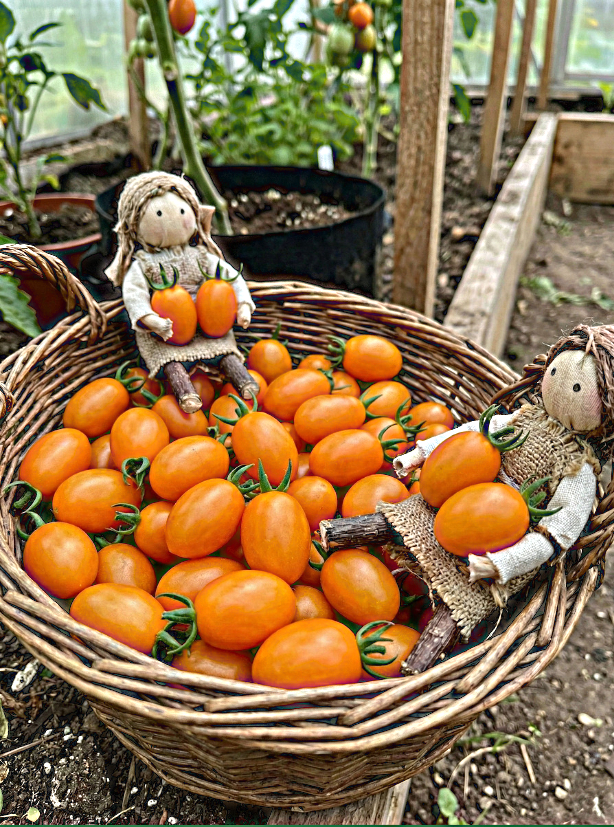 Valgomieji pomidorai 'Datlo' 5 sėklos  (Lycopersicon esculentum)