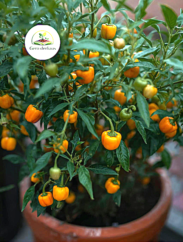 Vienmetė paprika Miniblock 'Sweet Julie' 5 sėklos (Capsicum annuum)