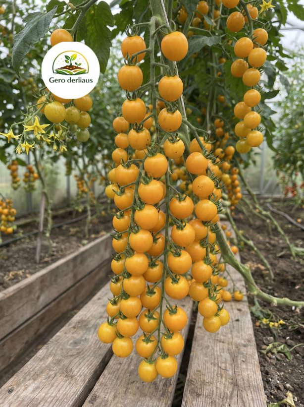 Valgomieji pomidorai 'Goldkrone' 5 sėklos (solanum lycopersicum)