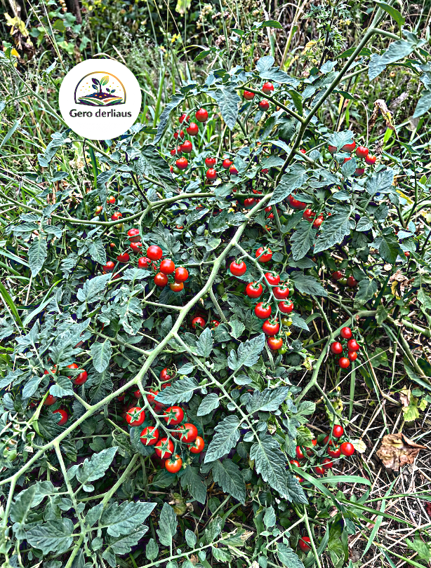 Laukiniai pomidorai (serbentiniai) 'Sweet Pea' 10 sėklų (lot. Solanum pimpinellifolium)