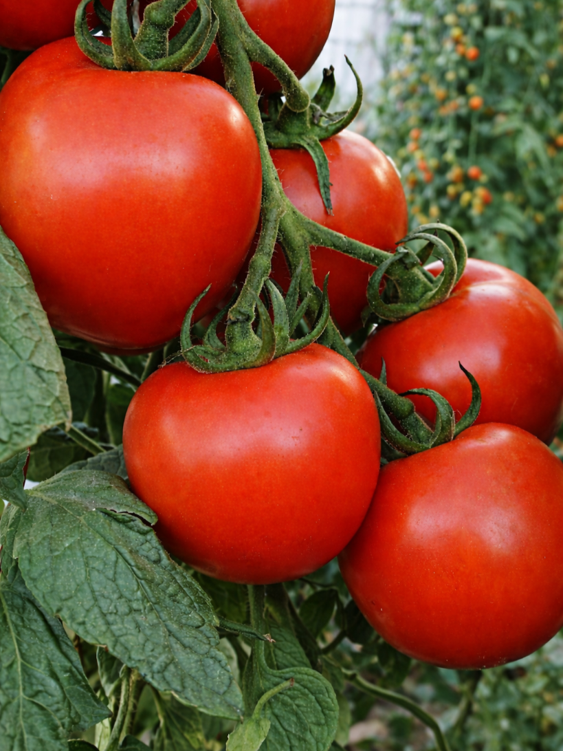 Valgomieji pomidorai Tornado F1(H)  10s (Solanum Lycopersicum)