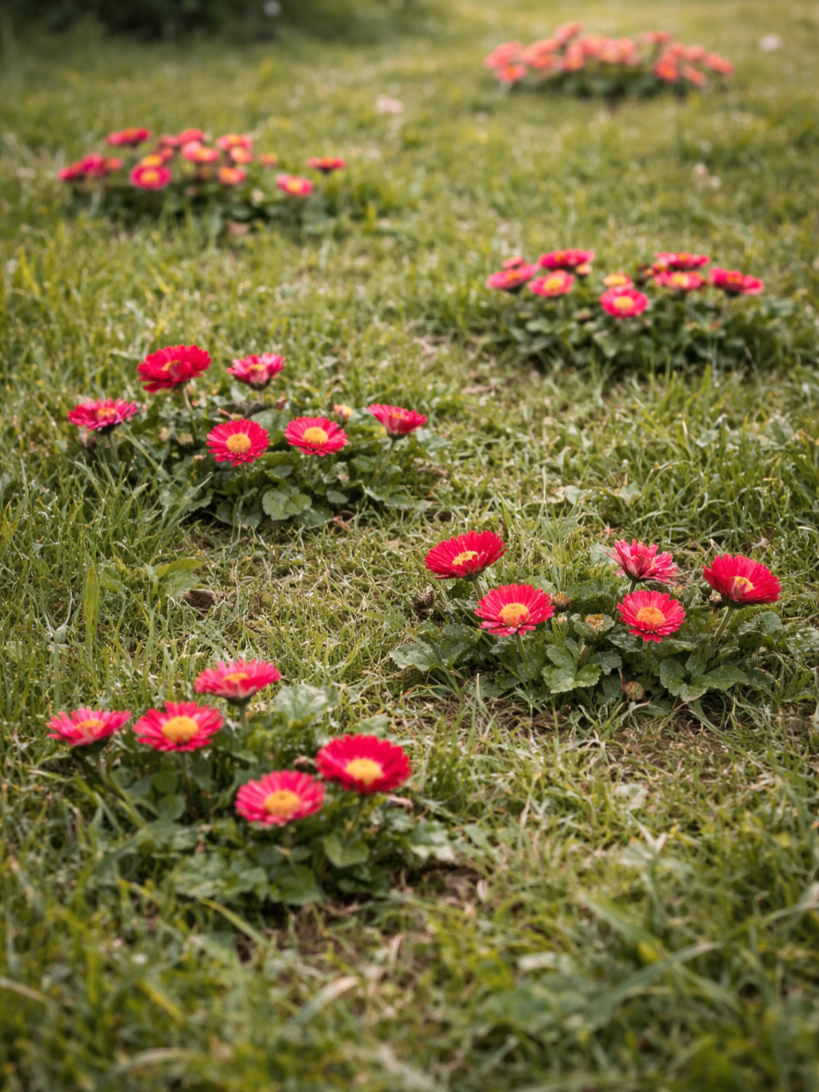 Daugiametė saulutė (raudona) (Bellis perrensis) Sėklų 0,1g