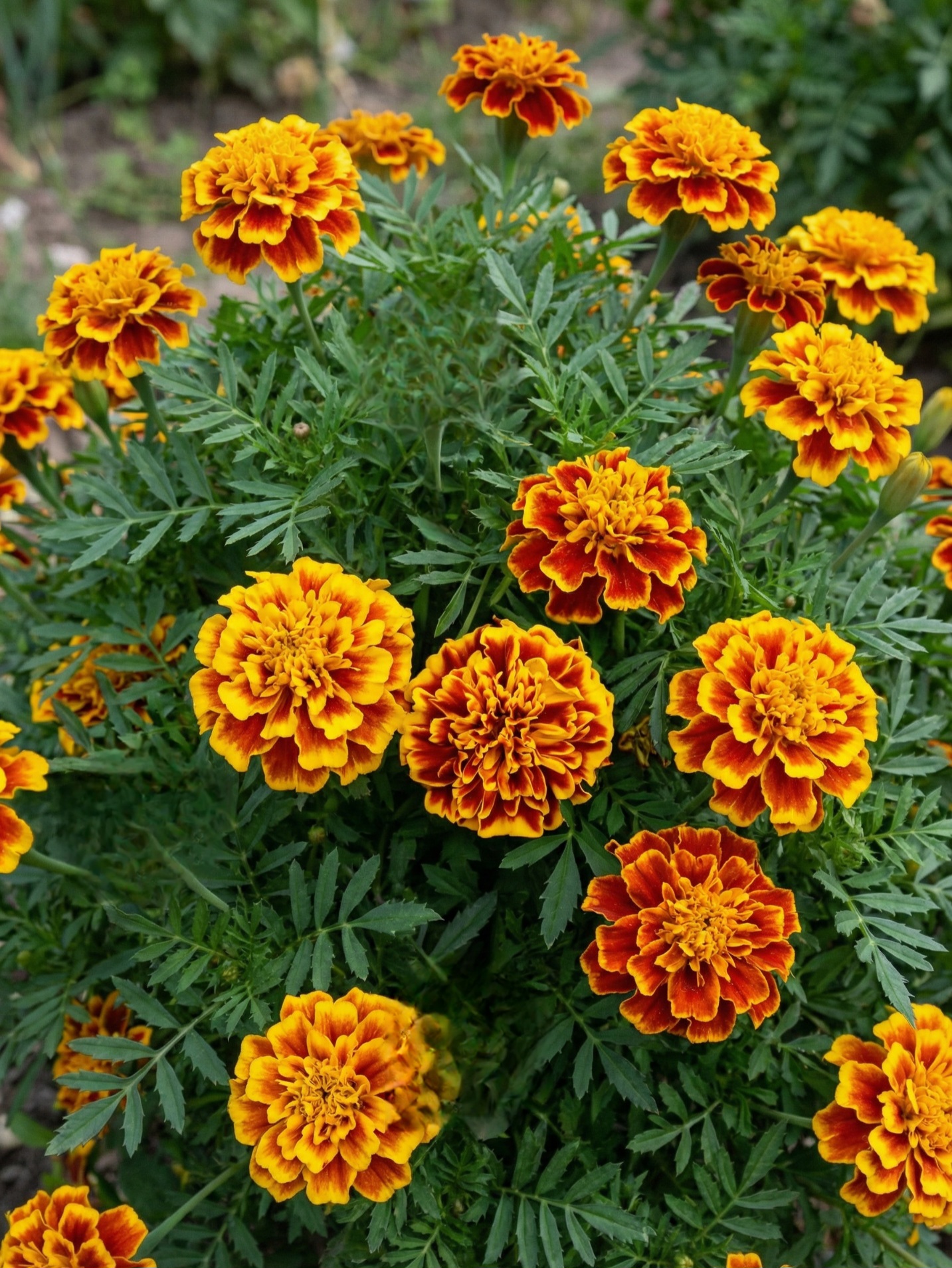 Gvazdikinis serentis 'Bonanza Bee' (Tagetes patula), 15 sėklų