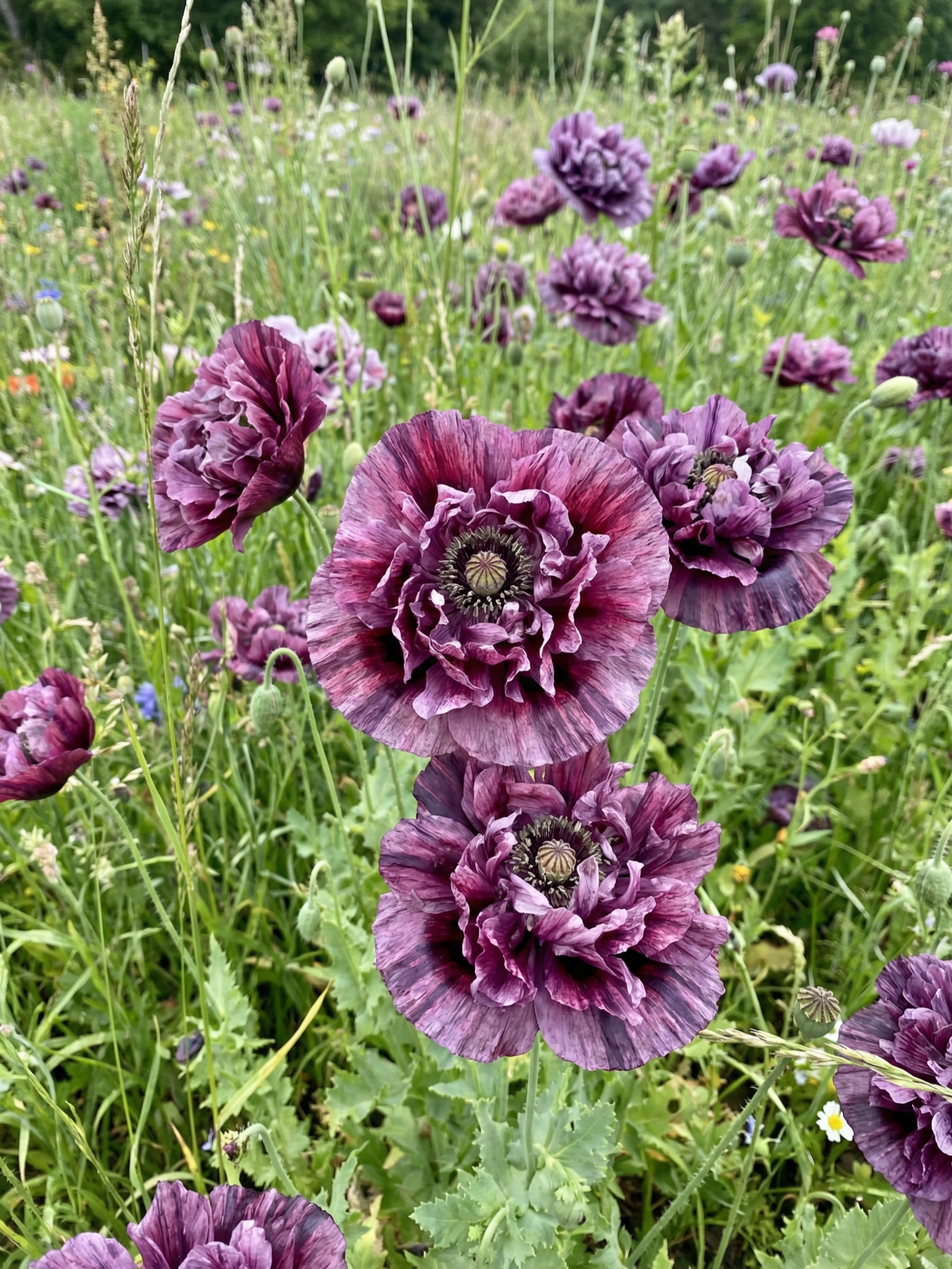 Aguona birulė Amazing Grey Sėklų 0,2g (Papaver rhoeas)