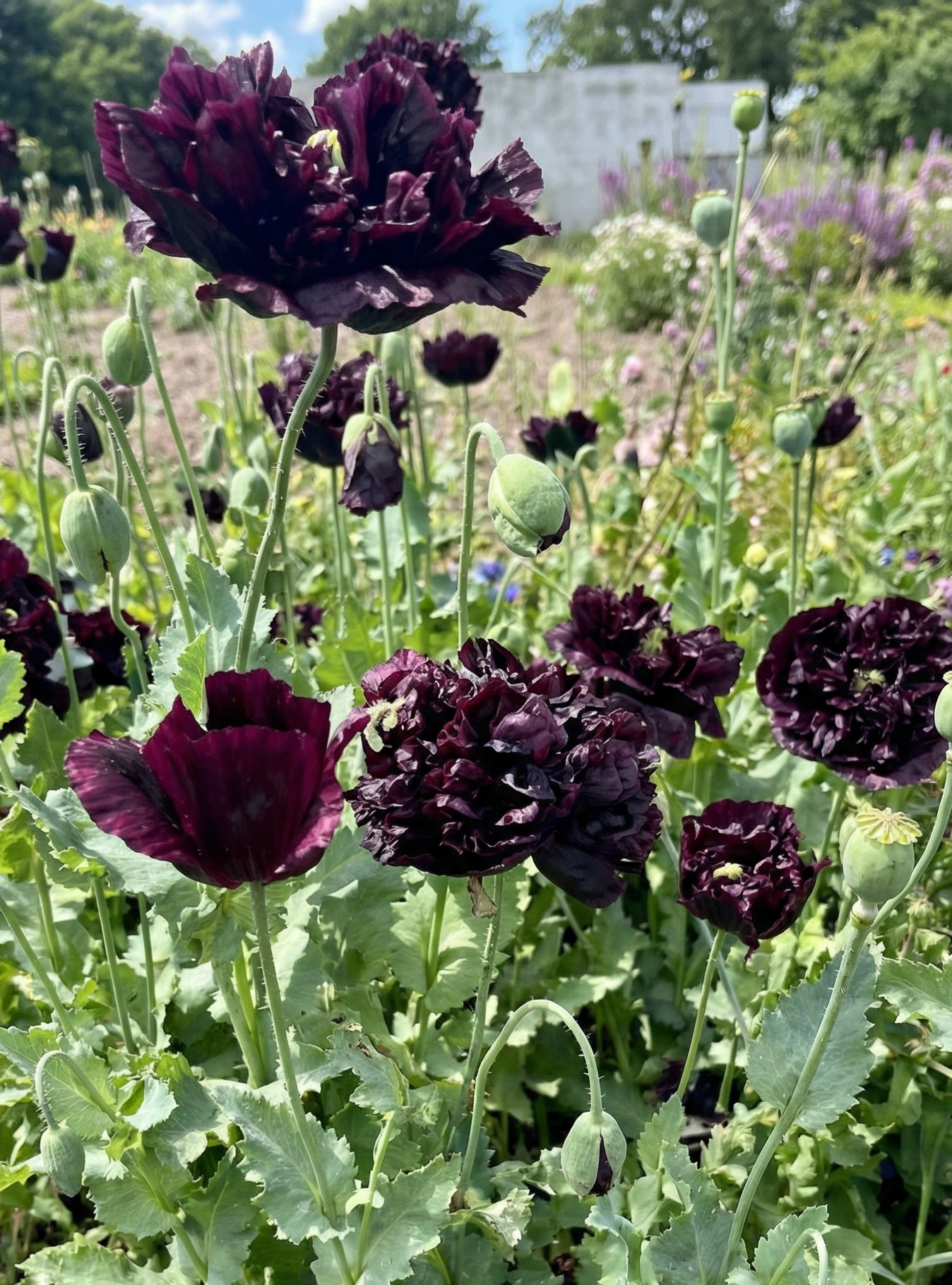 Aguona daržinė Sėklų 0.6g 'Paeony Black'  (Papaver somniferum)