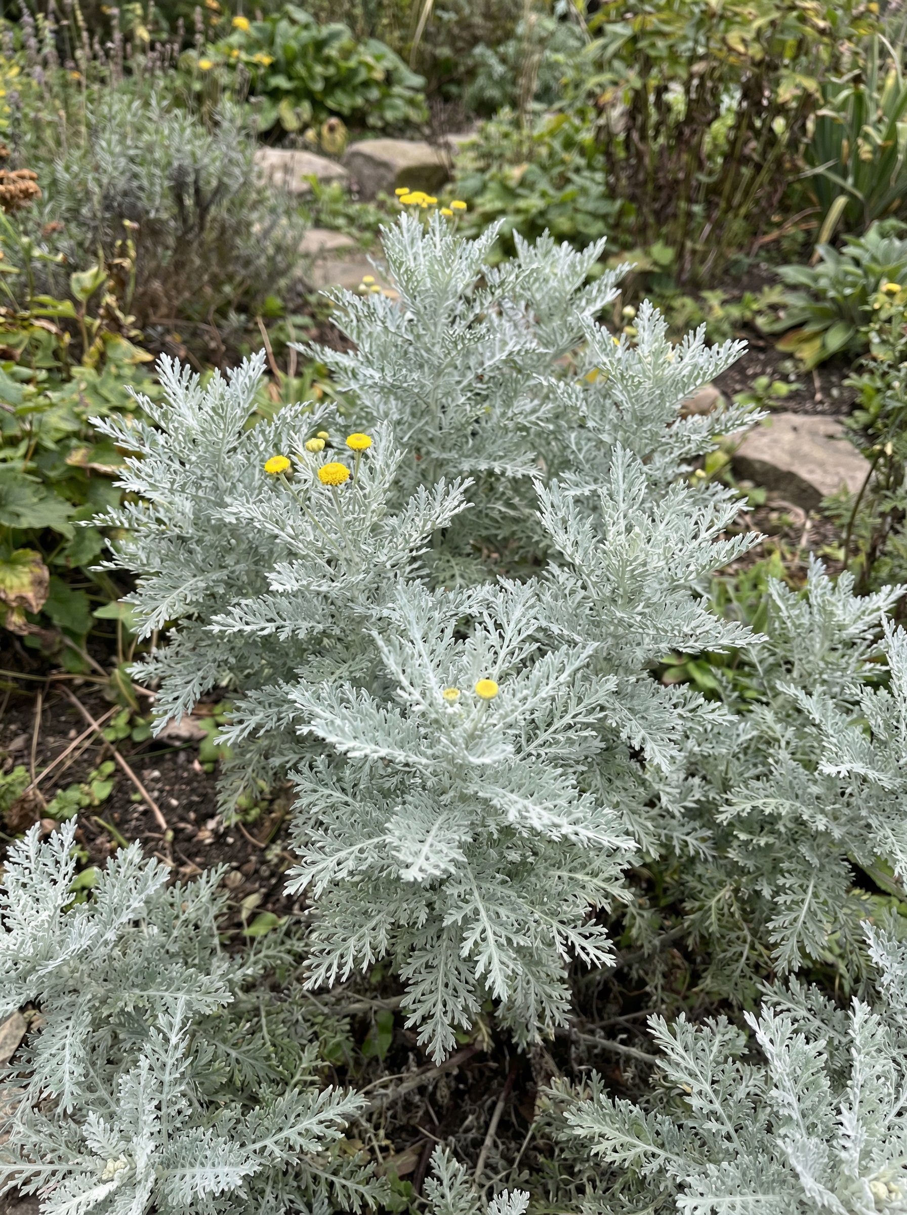 Japoninis blužniapapartis 'Silver Lace' 15 sėklų (tanacetum ptarmiciflorum)  '