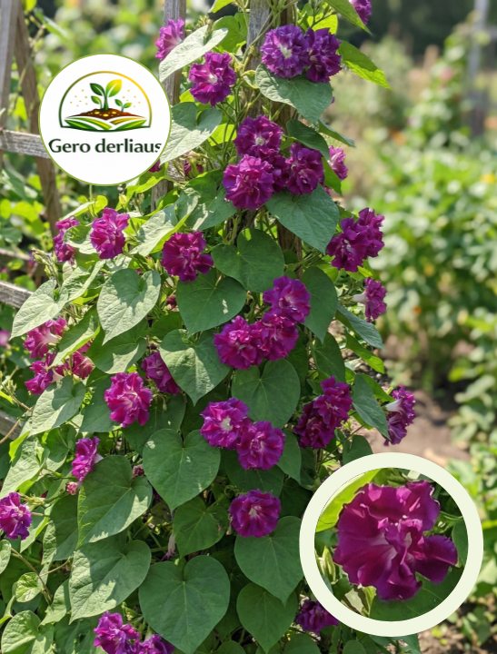 Imperatoriškasis sukutis 'Sunrise serenade" 110 sėklų (Ipomoaeximperialis)