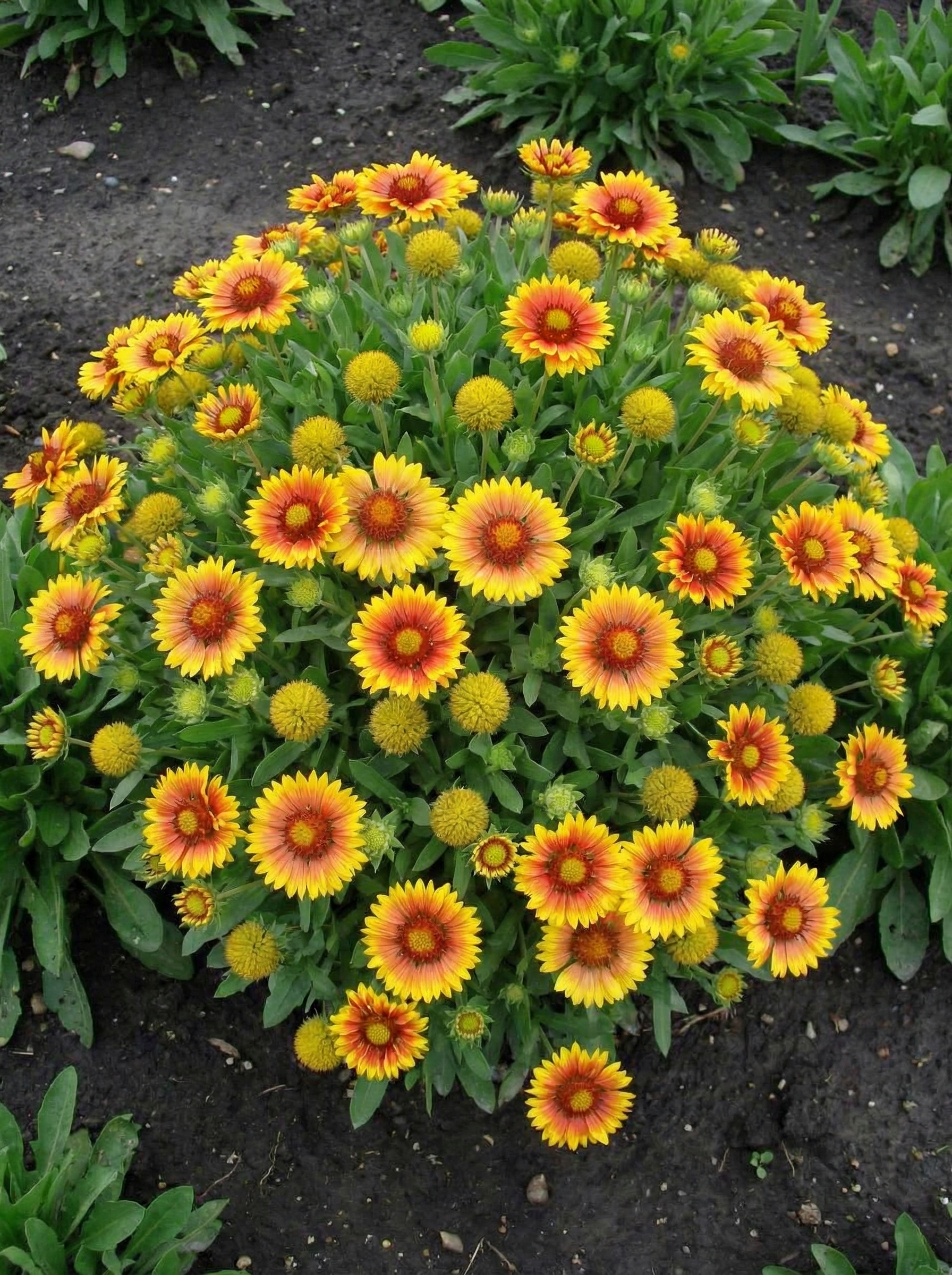 Akuotoji gailiardija 'Arizona Apricot' 20 sėklų  (Gaillardia aristata)