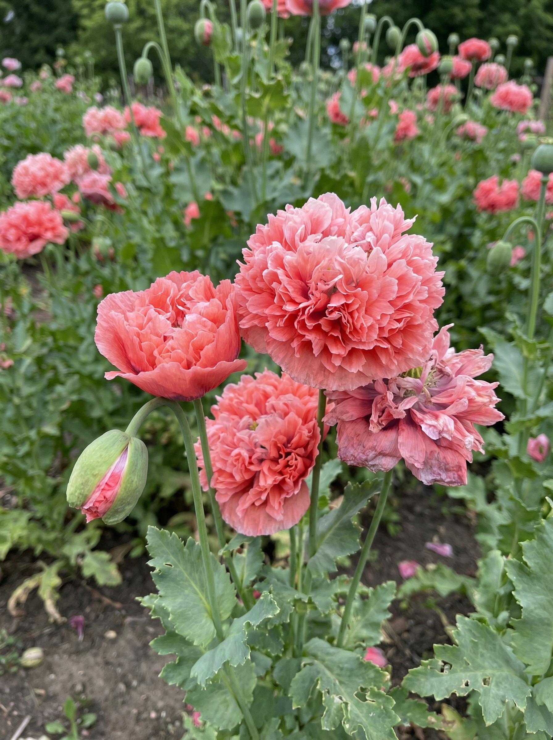 Aguona daržinė 'Frosted salmon  Peony' 0,5g  (Papaver somniferum)