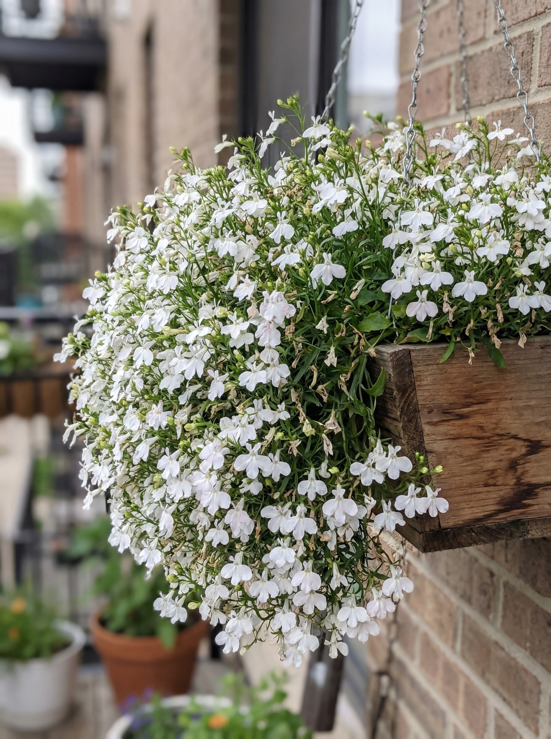 Svyrančioji lobelija 'Regatta White'  150 sėklų (Lobelia pendula)