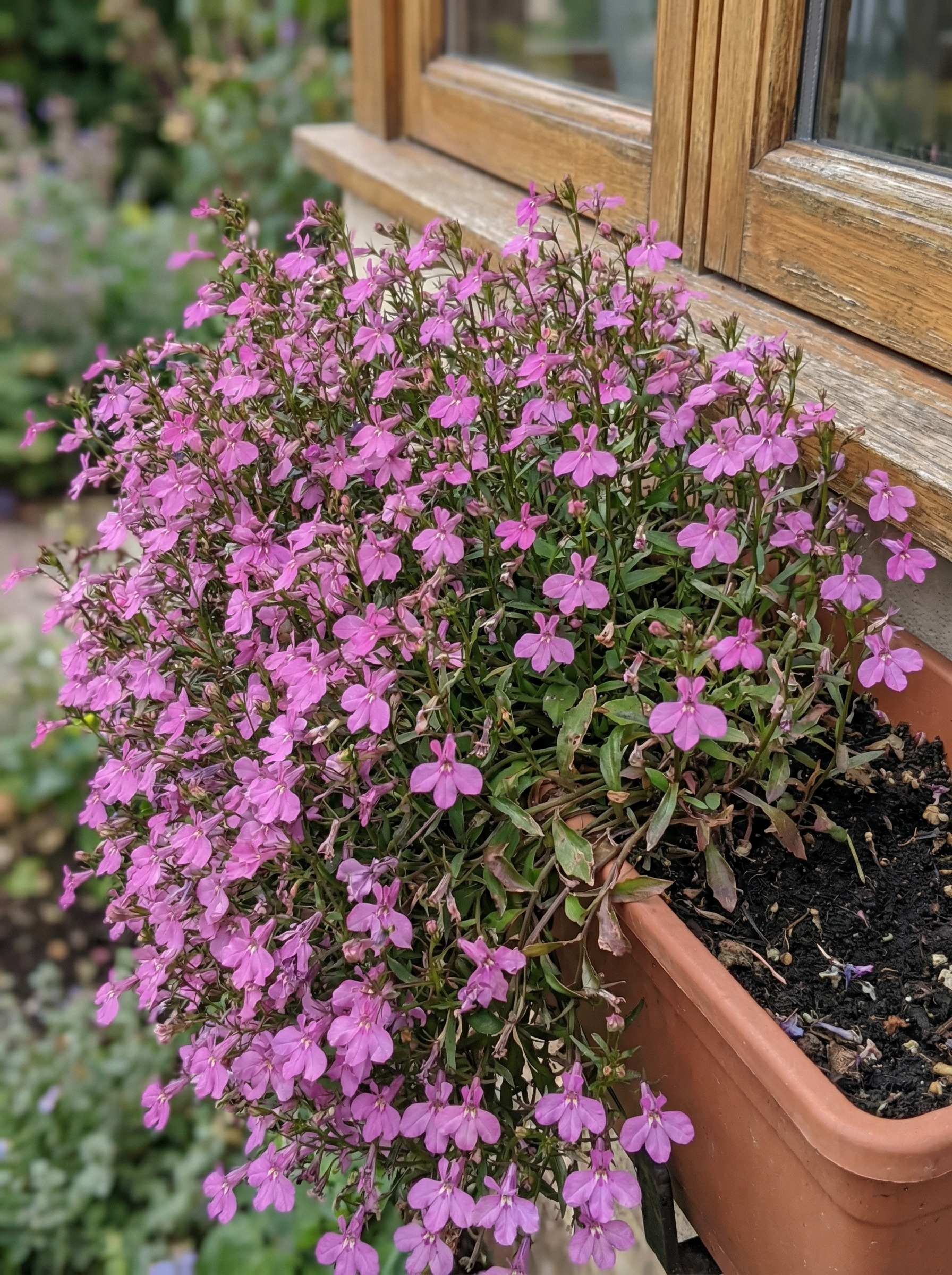 Svyrančioji lobelija 'Regatta Lilac'  100 sėklų (Lobelia pendula)