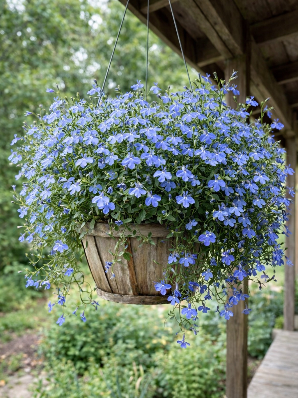 Svyrančioji lobelija 'Regatta Sky Blue'  90 sėklų (Lobelia pendula)