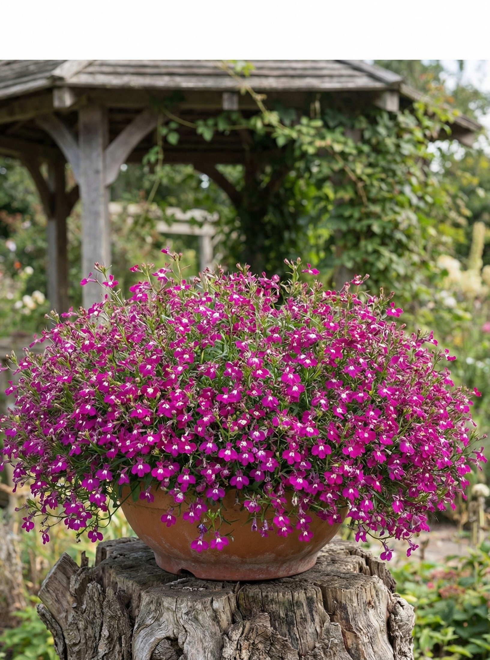 Svyrančioji lobelija 'Regatta Rose'  80 sėklų (Lobelia pendula)