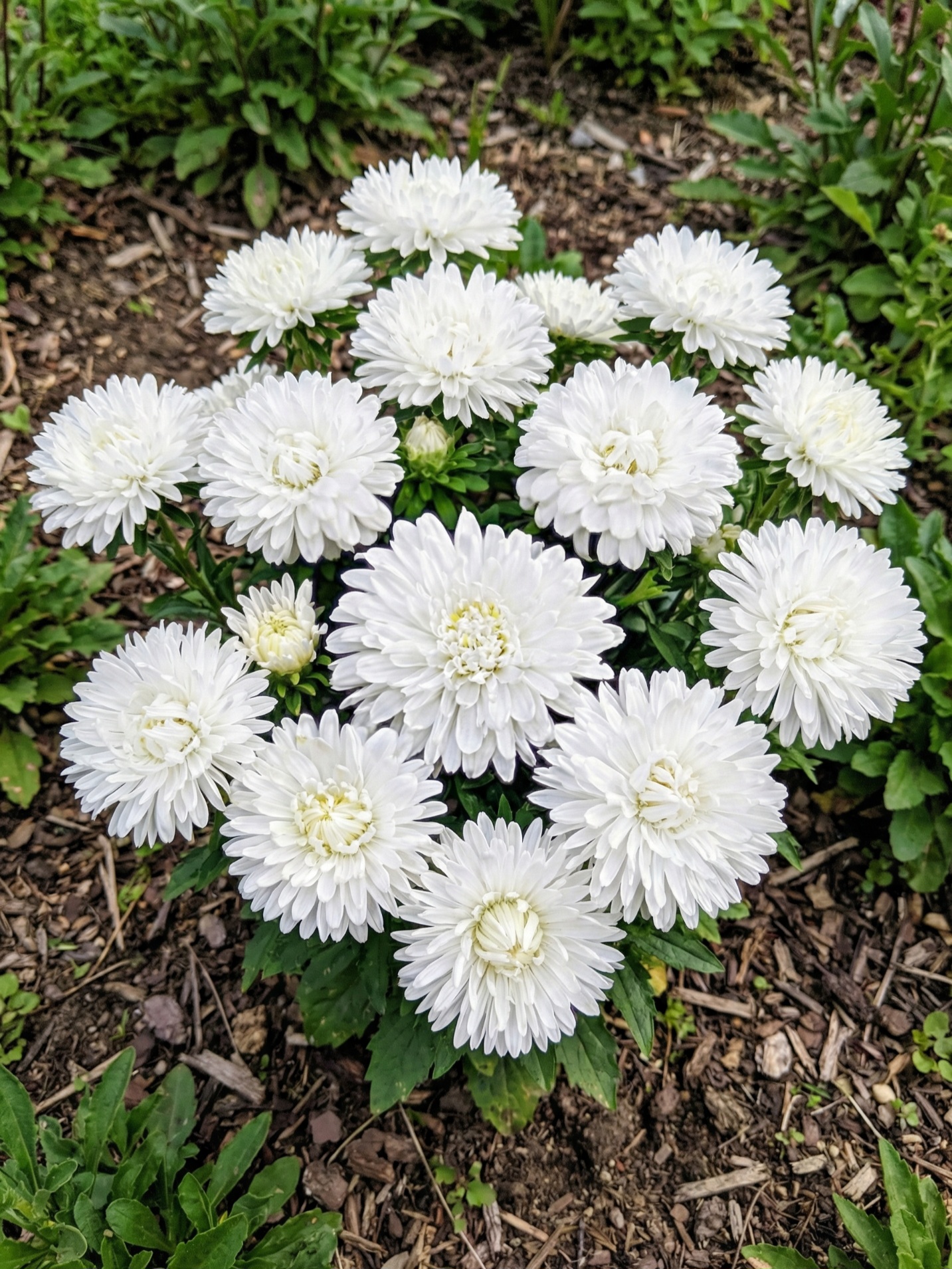 Kininis ratilis žemaūgis baltas pilnaviduris, 0,8g (Callistephus chinensis fl. pl.)