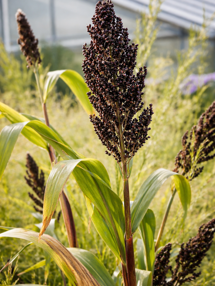 Juodasis sorgas (Sorghum nigrum) 45 sėklos
