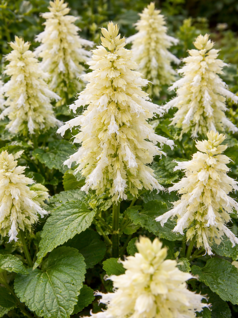 Raudonžiedžiai šalavijai  White (lot. Salvia splendens)  10 sėklų