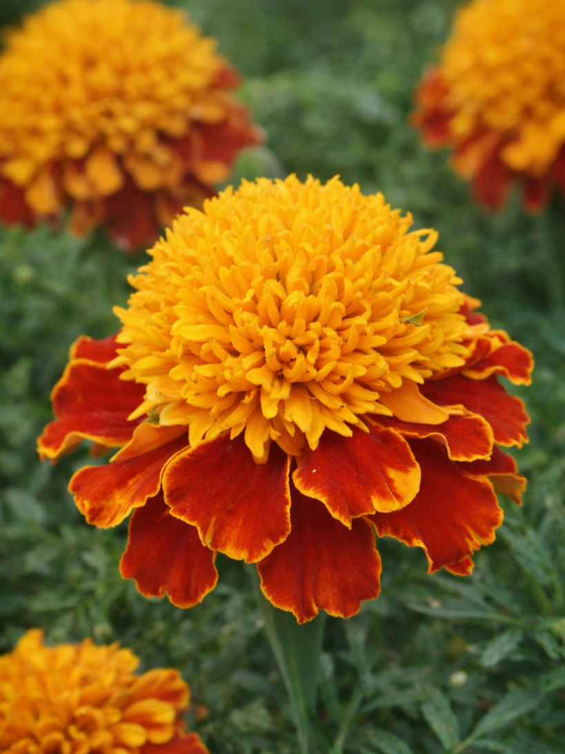 Gvazdikiniai serenčiai 'Orange Flame' Sėklų 1g (Tagetes patula nana)