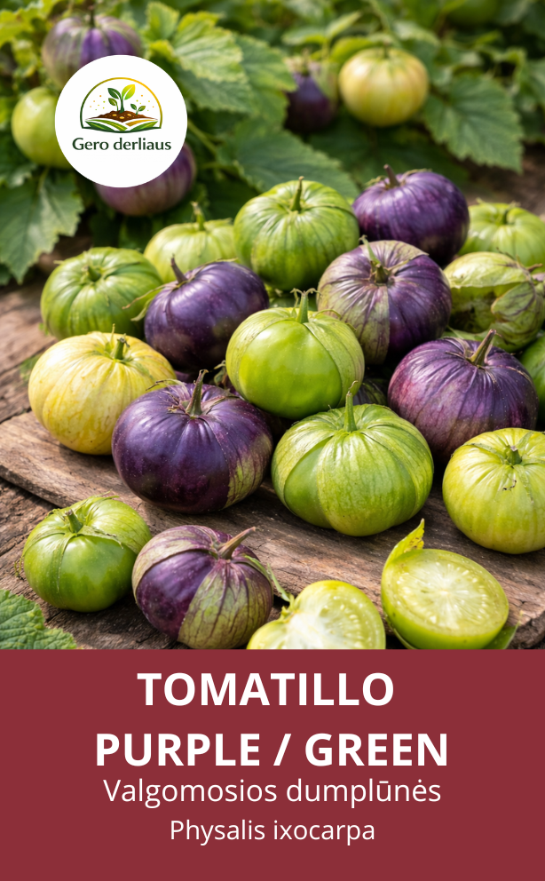 Filadelfinės dumplūnės 'Purple+Green' 10 sėklų (Physalis philadelphica)