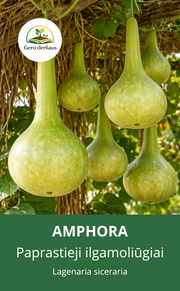 Lagenaria 'Amphora' 5 sėklos (lagenaria siceraria)