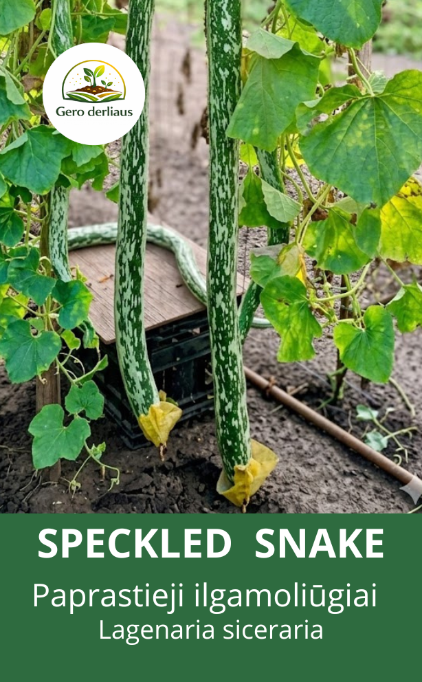 Lagenaria 'speckled snake' 5 sėklos (lagenaria siceraria)