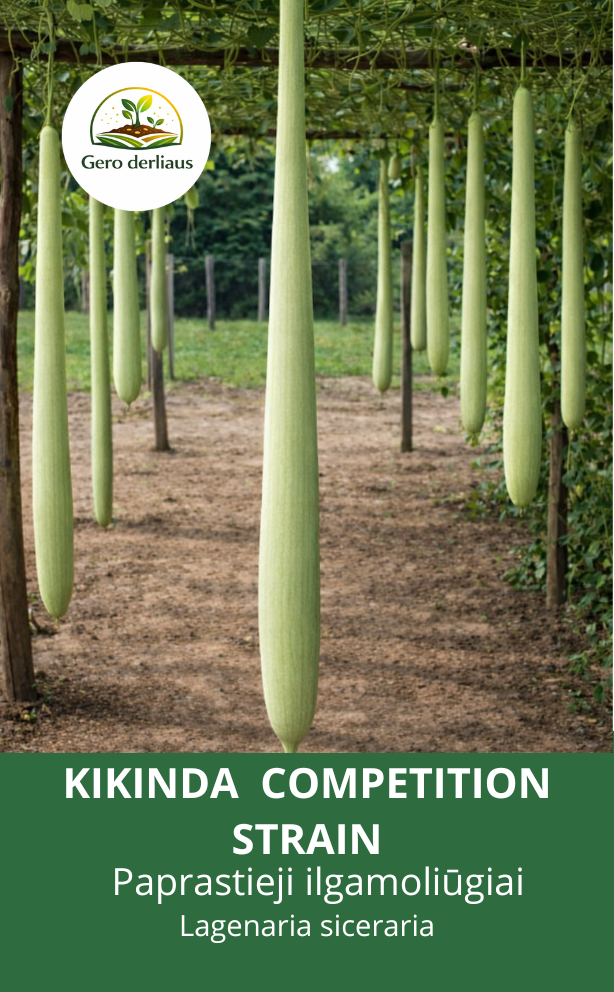 Moliūgai 'Kikinda competition straim' 5 sėklos (lagenaria siceraria)