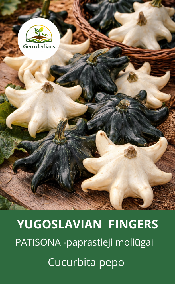 Moliūgai paprastieji 'Yugoslavian Fingers mix' 6 sėklos  (Cucurbita pepo)