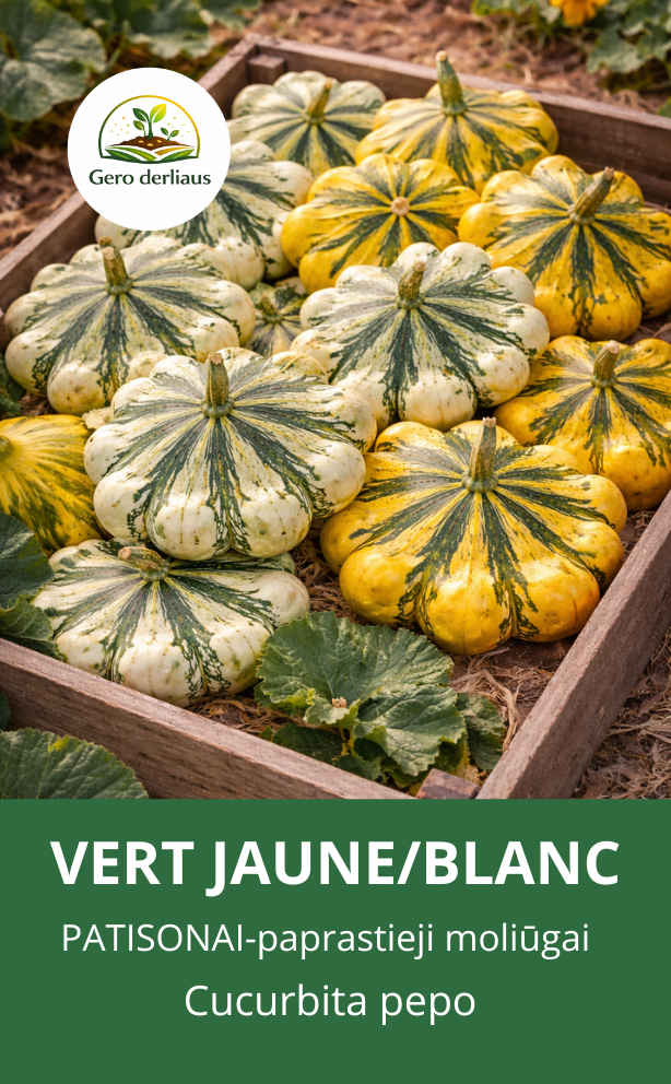Patisonai-paprastieji moliūgai 'Vert jaune/blanc' 6 sėklos (Cucurbita Pepo)