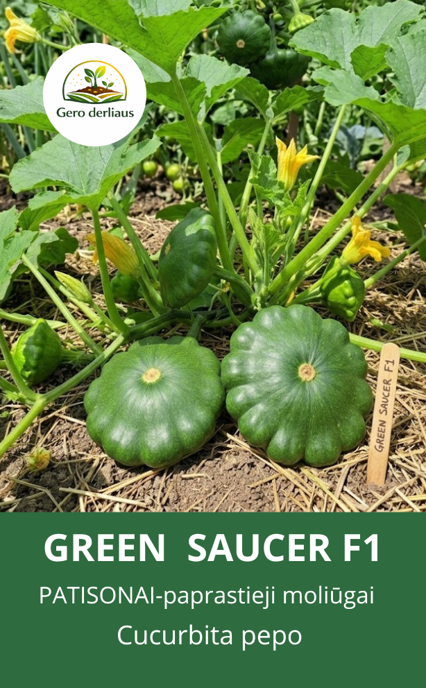 Patisonai-paprastieji moliūgai Green Saucer F1 (Cucurbita Pepo)